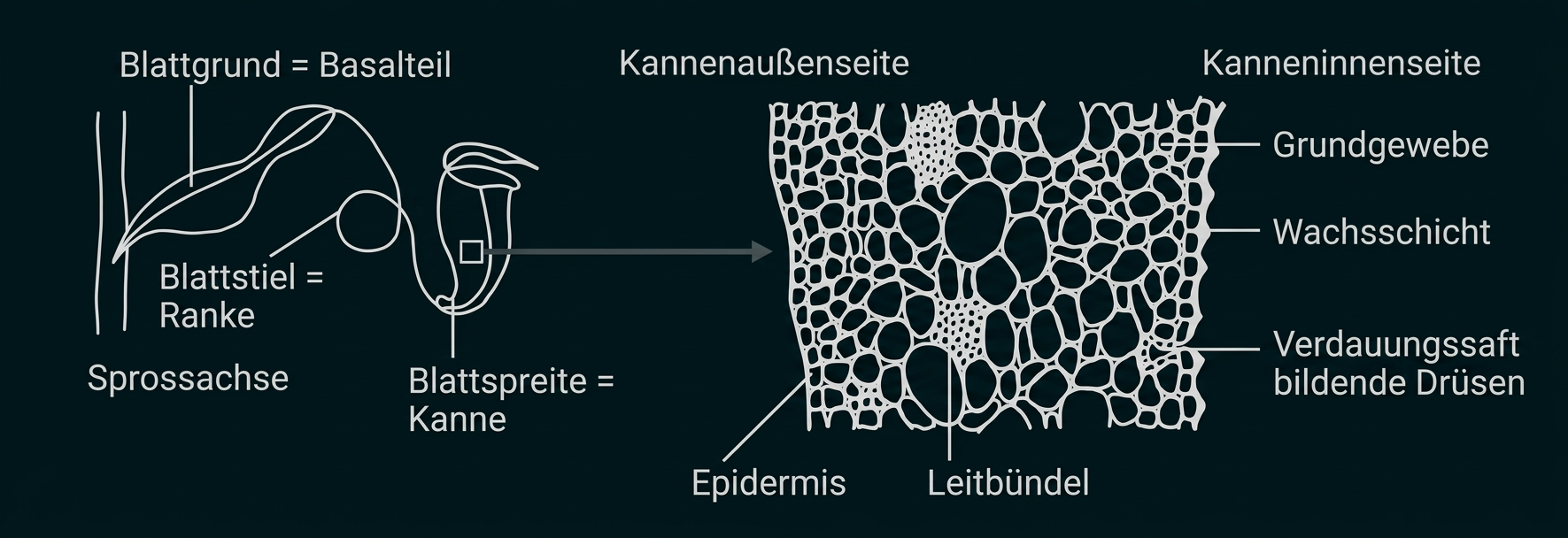 Schematische Darstellung eines Kannenblatts mit Ranke und Querschnitt der Kannenwand.